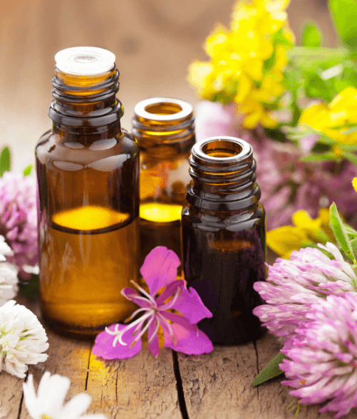 Photo of Lavender Flowers